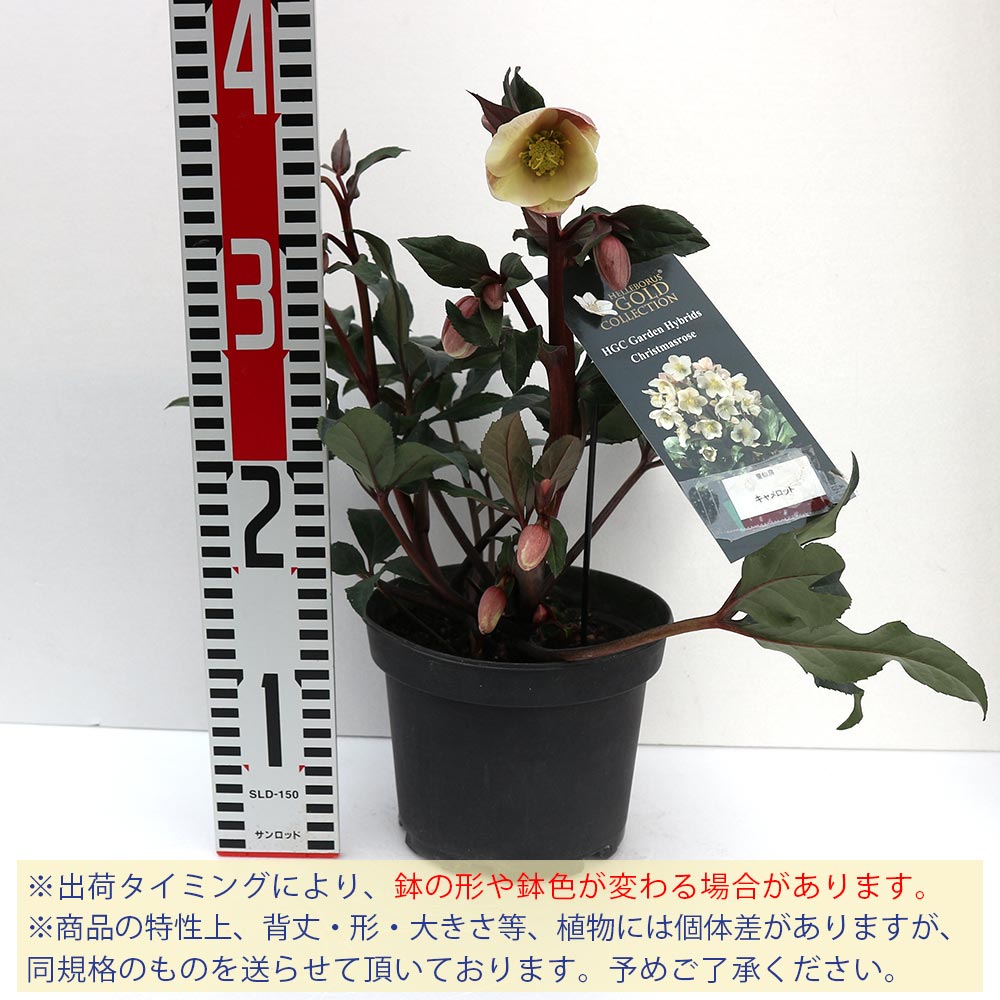 クリスマスローズとは｜育て方がわかる植物図鑑｜みんなの趣味の園芸 あっこっこさん専用 アオバナハイノキ