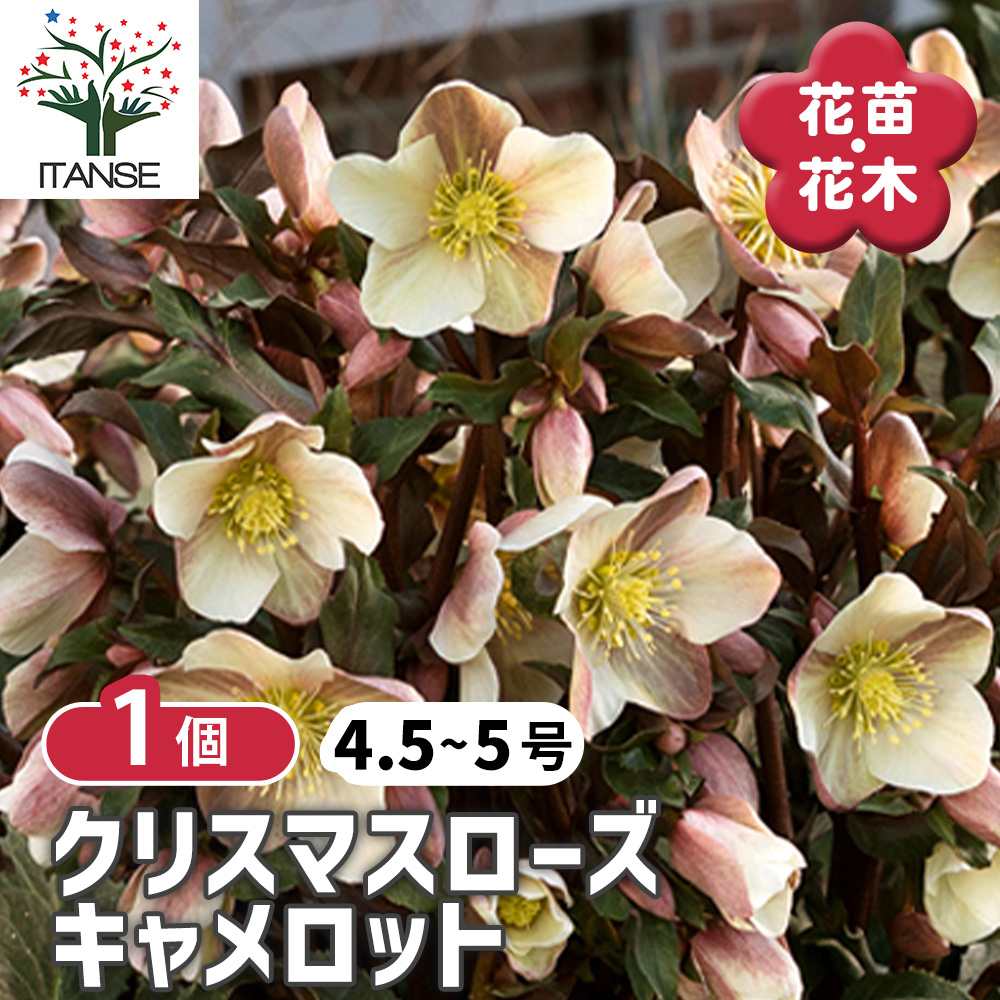クリスマスローズ HGC キャメロット【花苗 4.5～5号ポット苗／1個売り