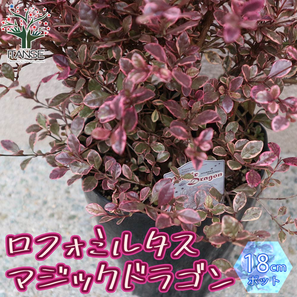 ロフォミルタス マジック ドラゴン【観葉植物 6号ポット大苗／1個売り】