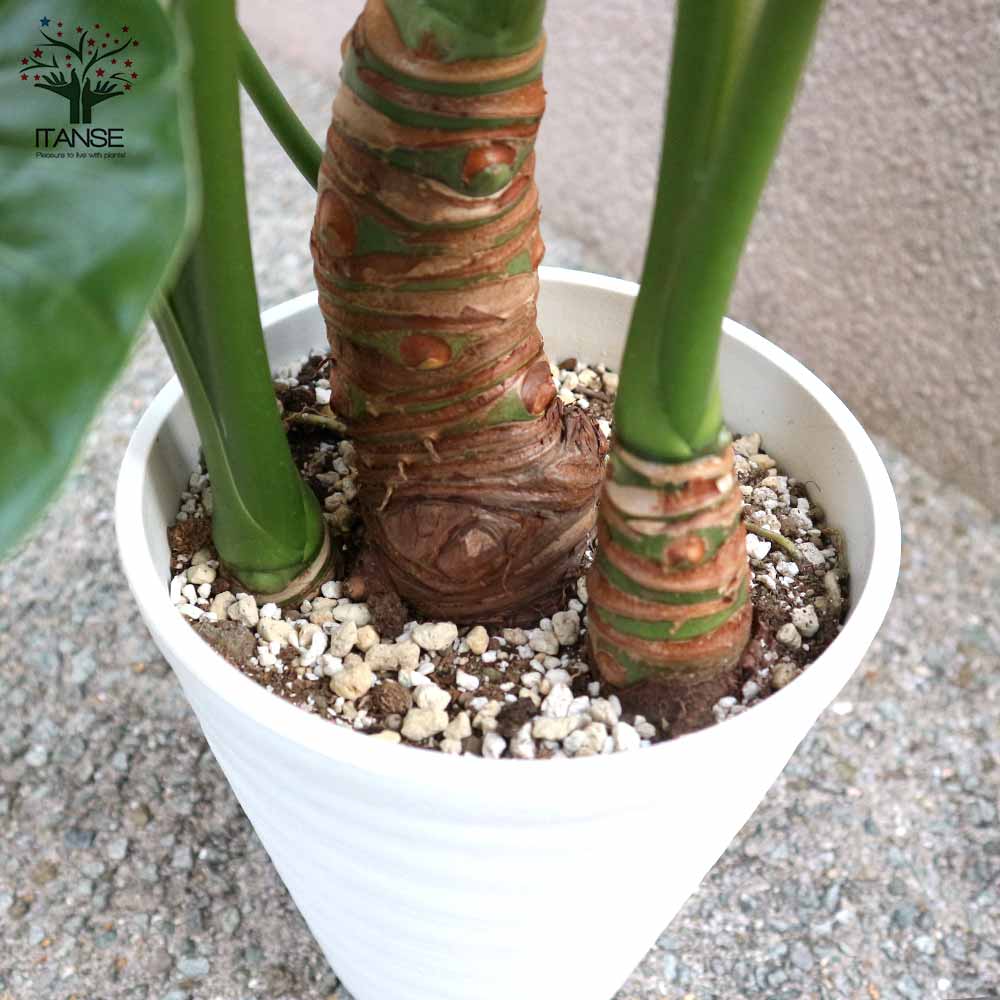 ④　クワズイモ　8号　特大苗木最高等級極上品‼️ ④ クワズイモ 8号 特大苗木最高等級極上品‼️