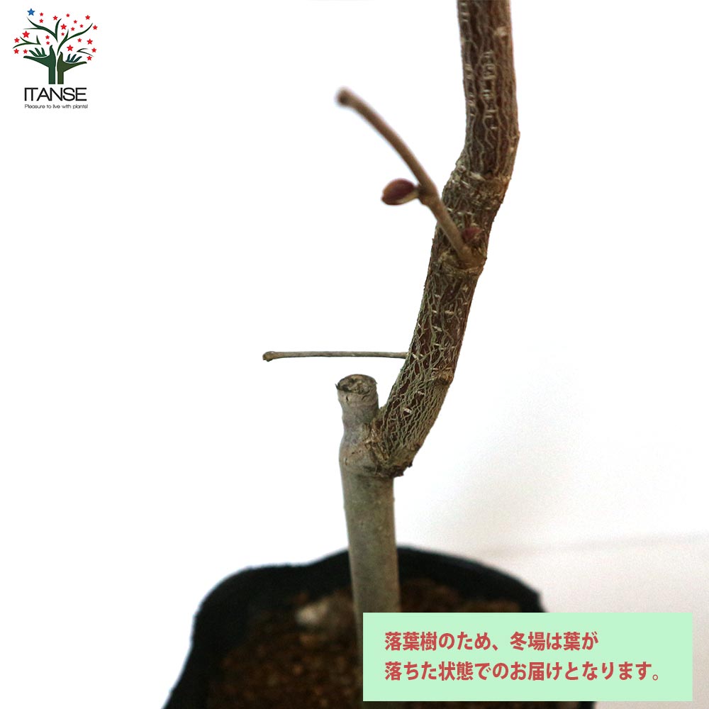 のん38様】ヘーゼルナッツ2種 穂木 美味しいヘーゼルナッツ2種セット