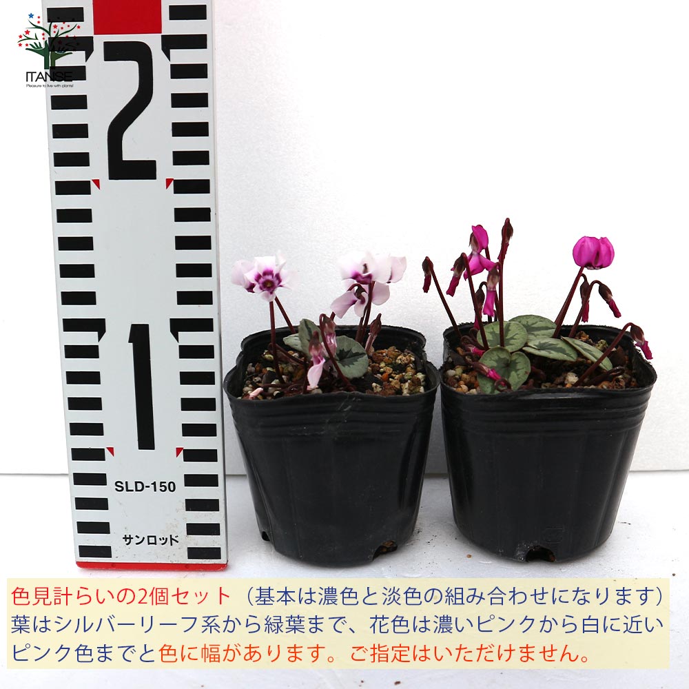 原種シクラメン コウム【花苗 9cmポット苗／お買い得2個セット
