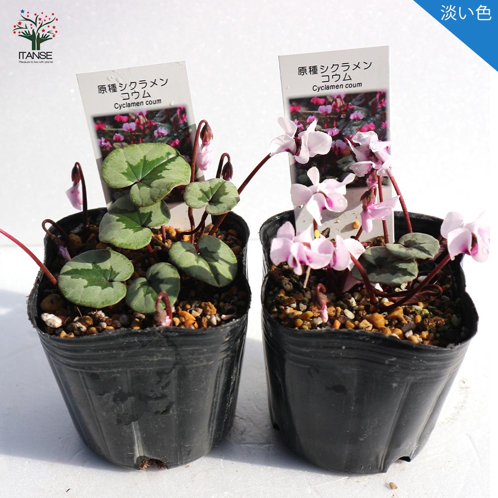 原種シクラメン コウム【花苗 9cmポット苗／お買い得2個セット