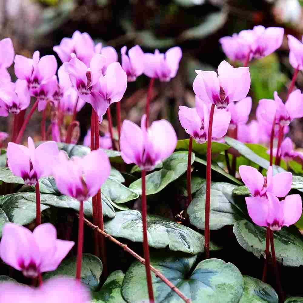 原種シクラメン コウム【花苗 9cmポット苗／お買い得2個セット