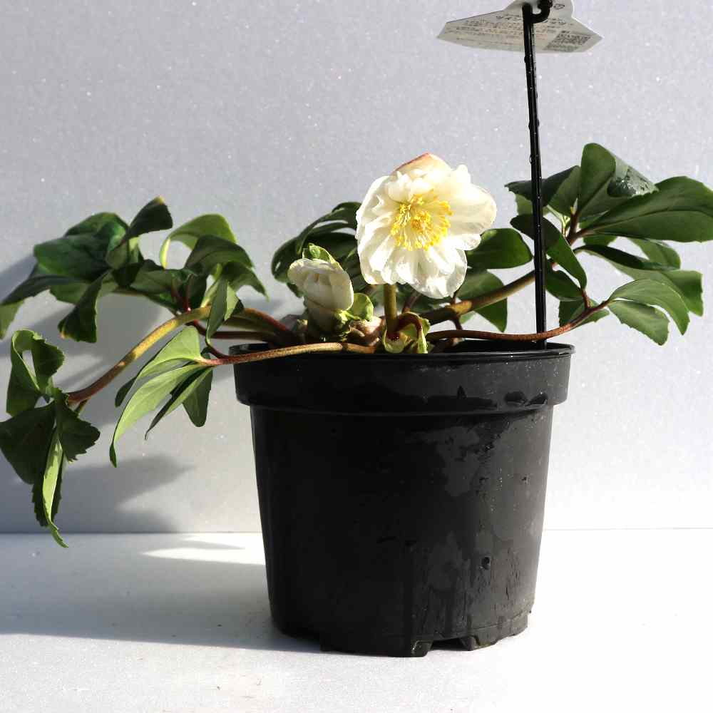 クリスマスローズ ツインスピリッツ【花苗 6号／1個売り】