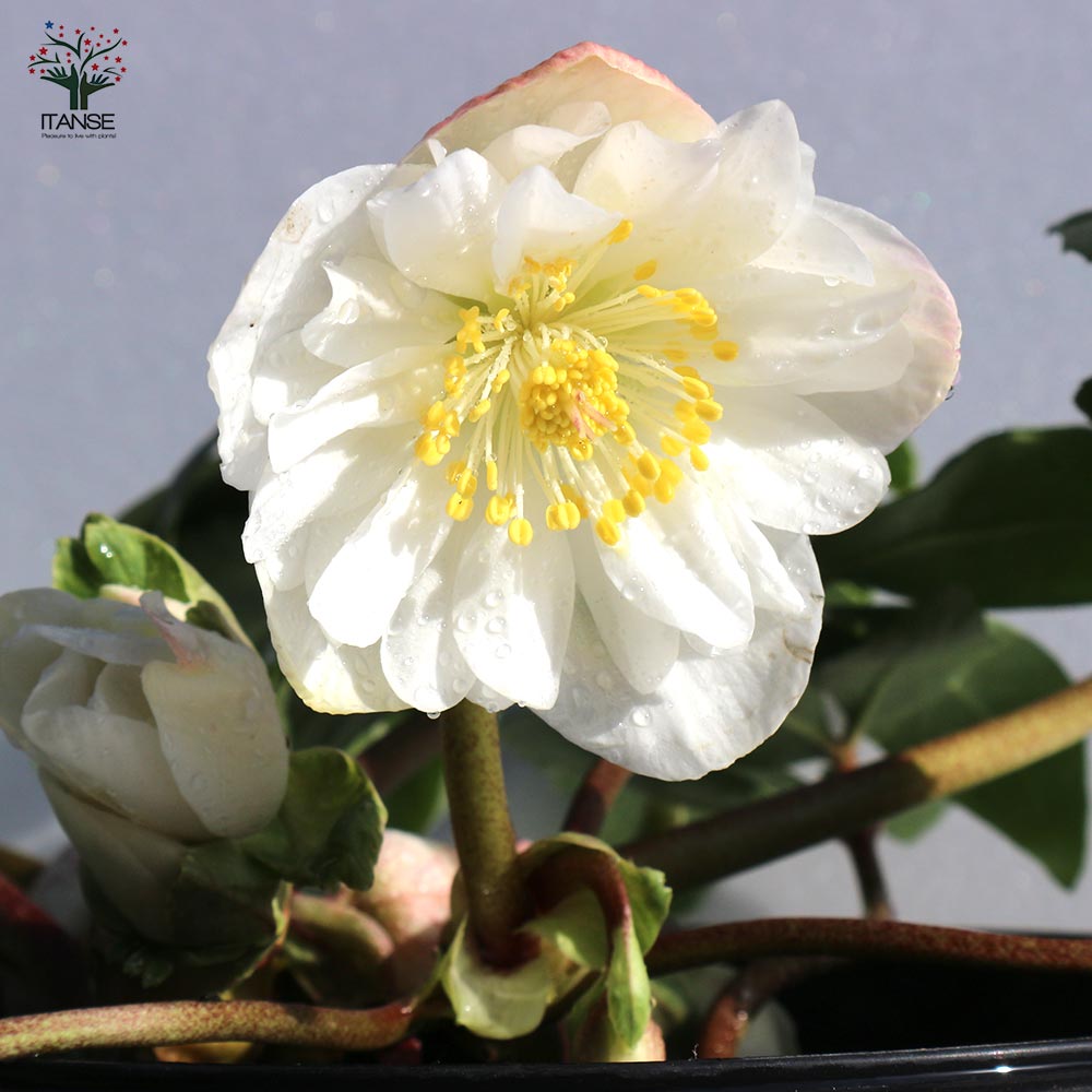 クリスマスローズ ツインスピリッツ【花苗 6号／1個売り】｜ 【植物の