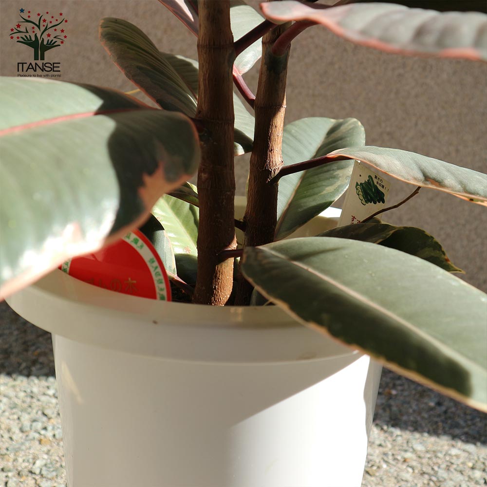 観葉植物 フィカス ベリーズ ゴムの木の仲間 中型【観葉植物 7号