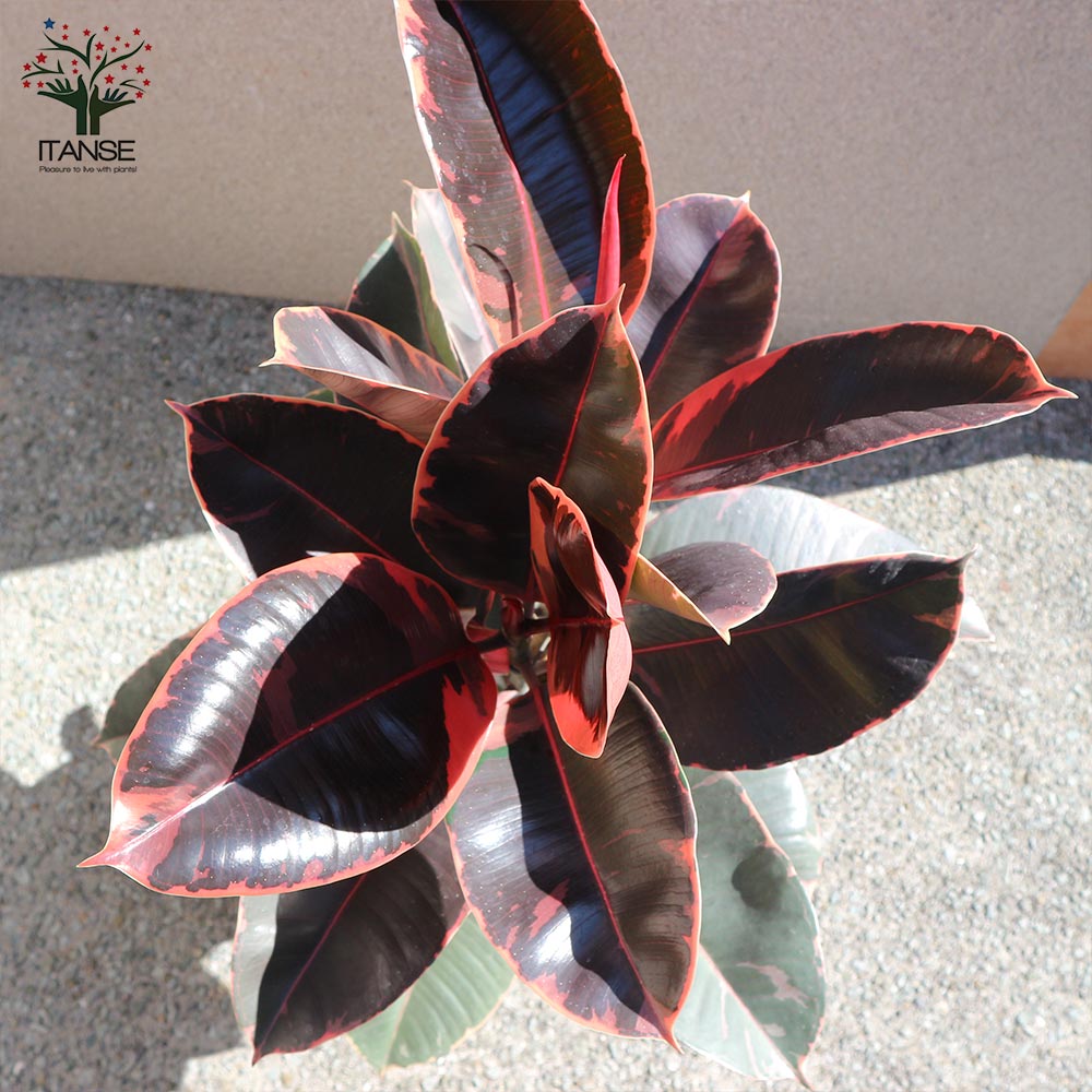 観葉植物 フィカス ベリーズ ゴムの木の仲間 中型【観葉植物 7号