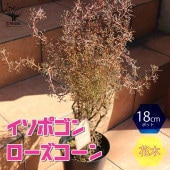 イソポゴン ローズコーン【花木 18cmポット大苗／1個売り】|植木・花木