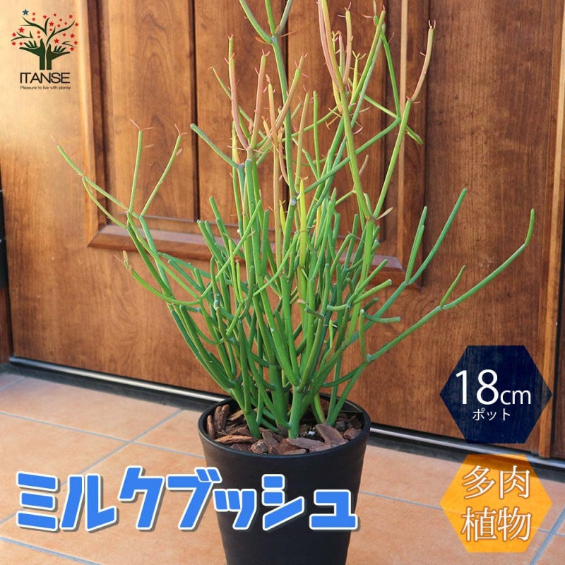 マンゴーの苗木 マハチャノック (鉢植え苗なので年中植付け可能)【果樹