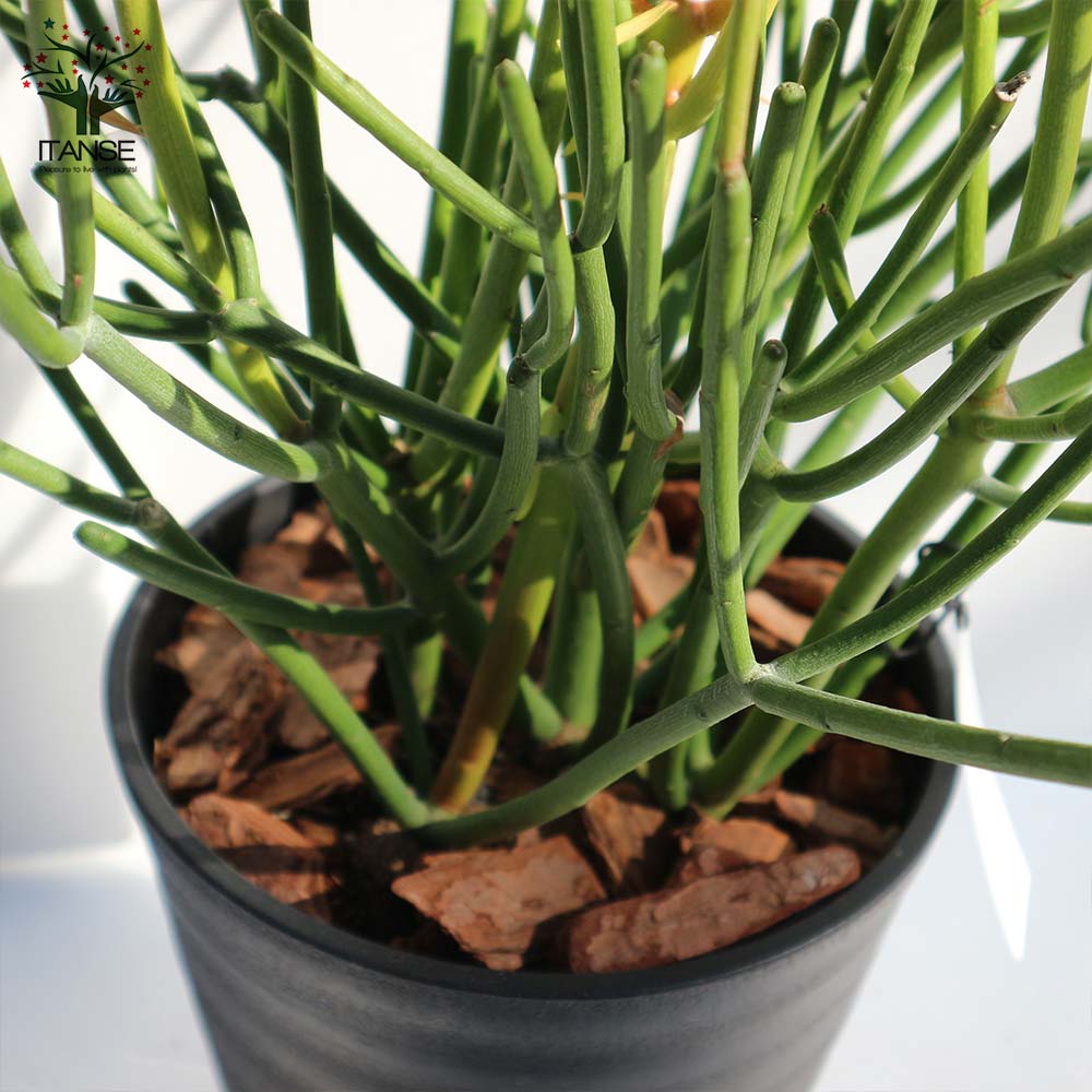 多肉植物 ミルクブッシュ【多肉植物 18cmポット／1個売り】｜ 【植物の