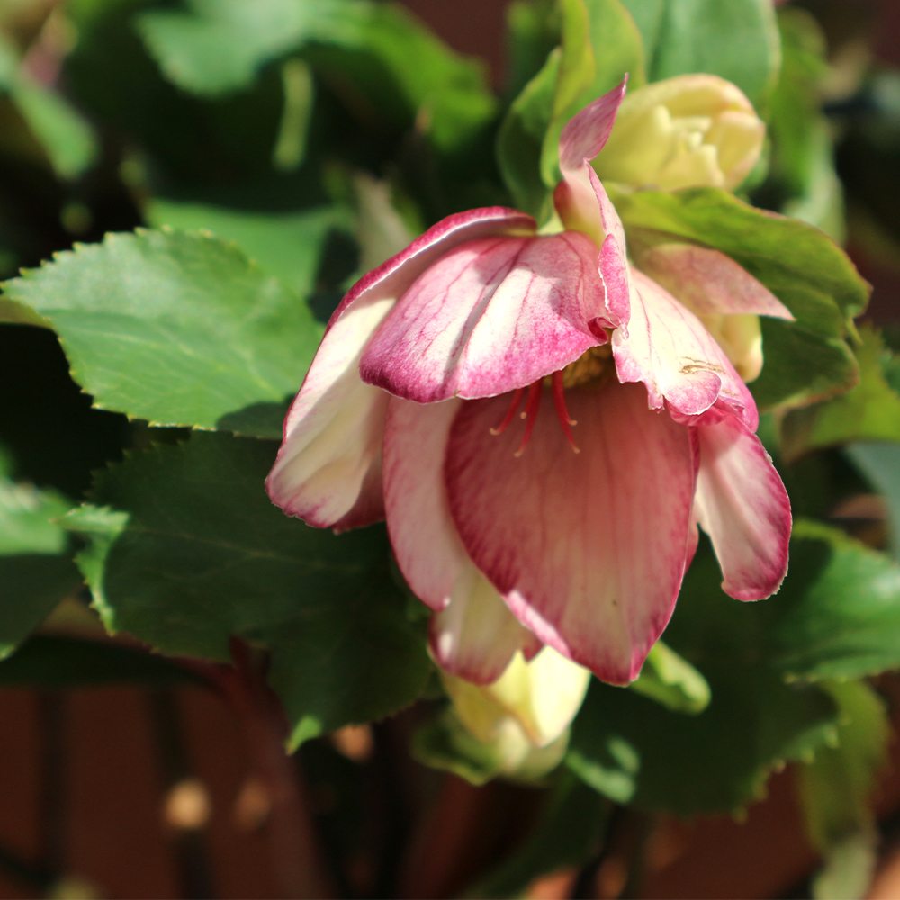 クリスマスローズ HGC IceN'roses 氷の薔薇：ピコティー【花苗 6号ポット／1個売り】