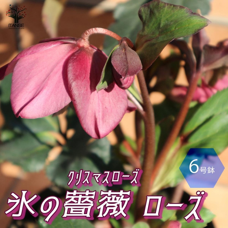 クリスマスローズ 氷の薔薇 ローズ【花苗 5号鉢／1個売り】｜ 【植物の