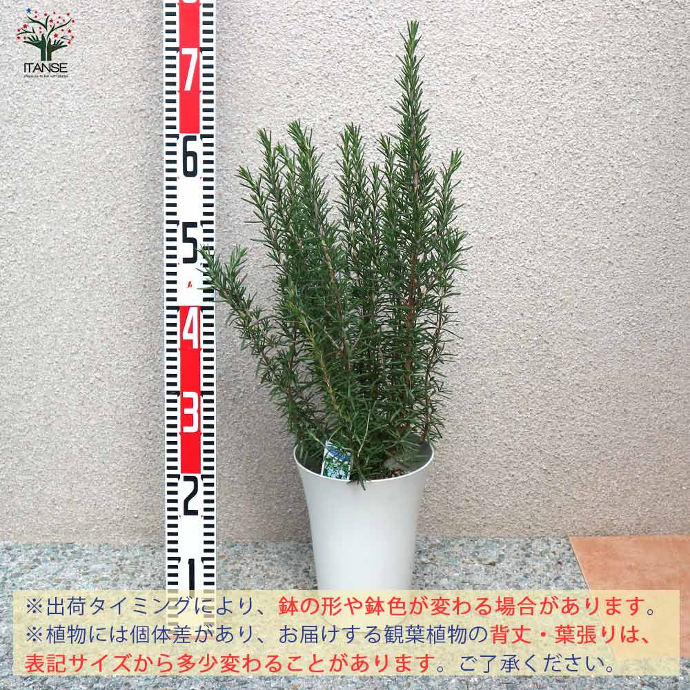 ローズマリーの苗木 マリンブルー【ハーブの苗 6号プラスチック