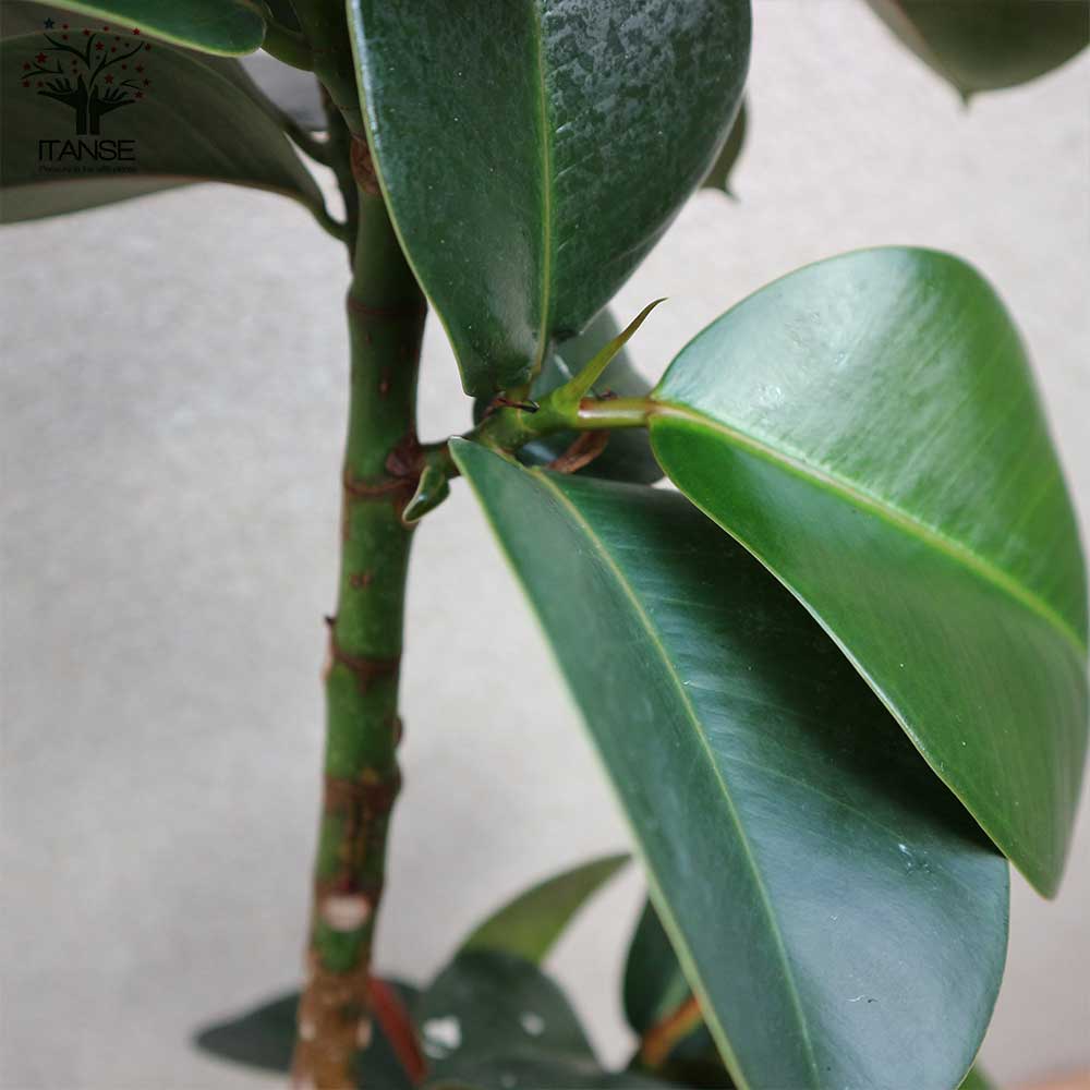 観葉植物 フィカス・エラスティカ・ソフィア(ゴムの木の仲間)【観葉