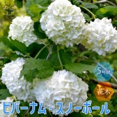 ビバーナム・スノーボール 【庭木 5号鉢／1個売り】|植木・花木