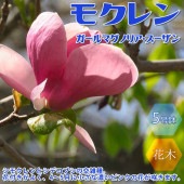 モクレン ガールマグノリア・スーザンの苗【庭木 5号鉢／1個売り】|植木・花木