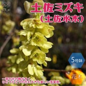 土佐ミズキ(土佐水木)の苗 【庭木 5号鉢／1個売り】|植木・花木