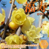 福寿ロウバイの苗 【庭木 7号鉢大苗／1個売り】|植木・花木
