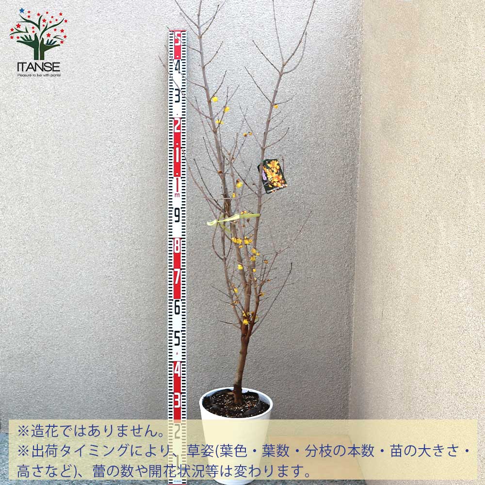 福寿ロウバイの苗 【庭木 7号鉢大苗／1個売り】｜ 【植物の