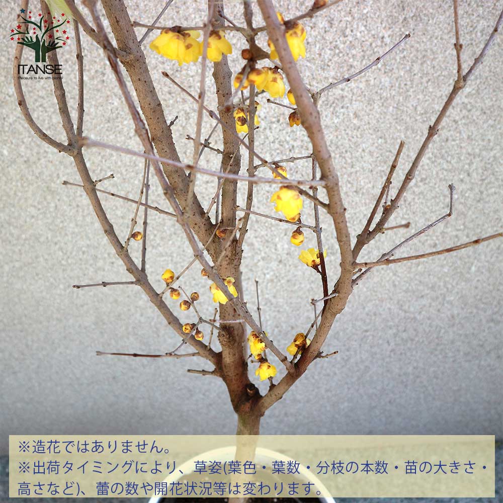 福寿ロウバイの苗 【庭木 7号鉢大苗/1個売り】| 【植物の 福寿ロウバイの苗 【庭木 7号鉢大苗/1個売り】| 【植物の