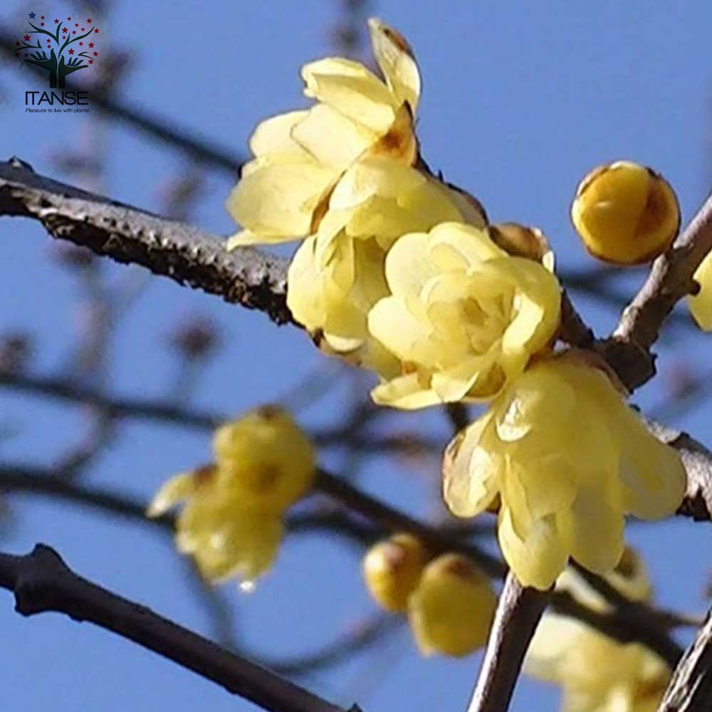 福寿ロウバイの苗 【庭木 7号鉢大苗／1個売り】｜ 【植物の