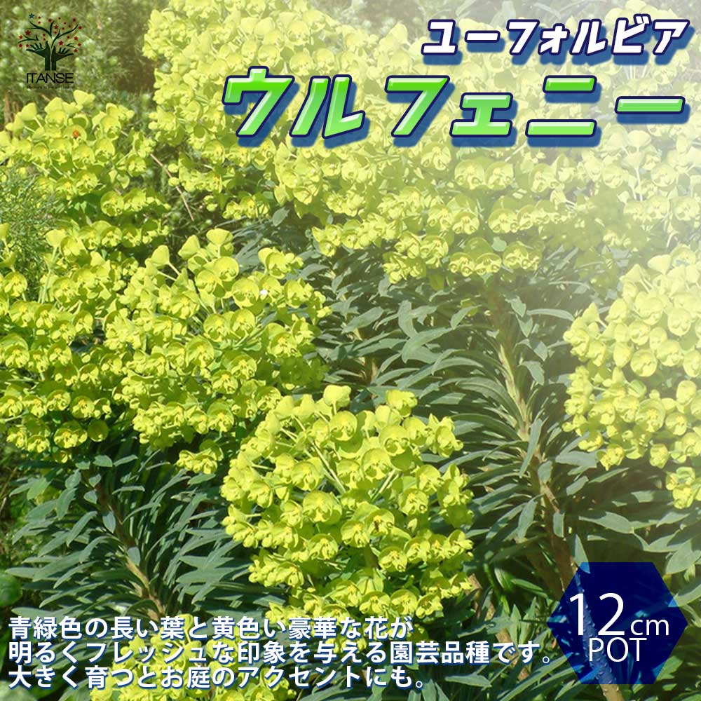 ユーフォルビア ウルフェニー【花苗 12cmポット／1個売り】