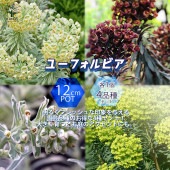 ユーフォルビア 4品種セット【花苗 12cmポット／お買い得4個セット】|花苗