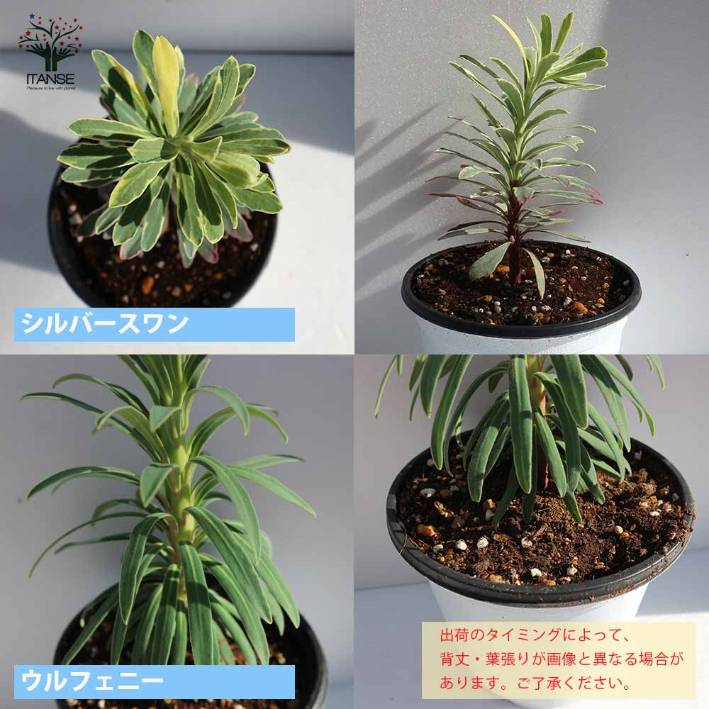 ユーフォルビア 4品種セット【花苗 12cmポット／お買い得4個セット