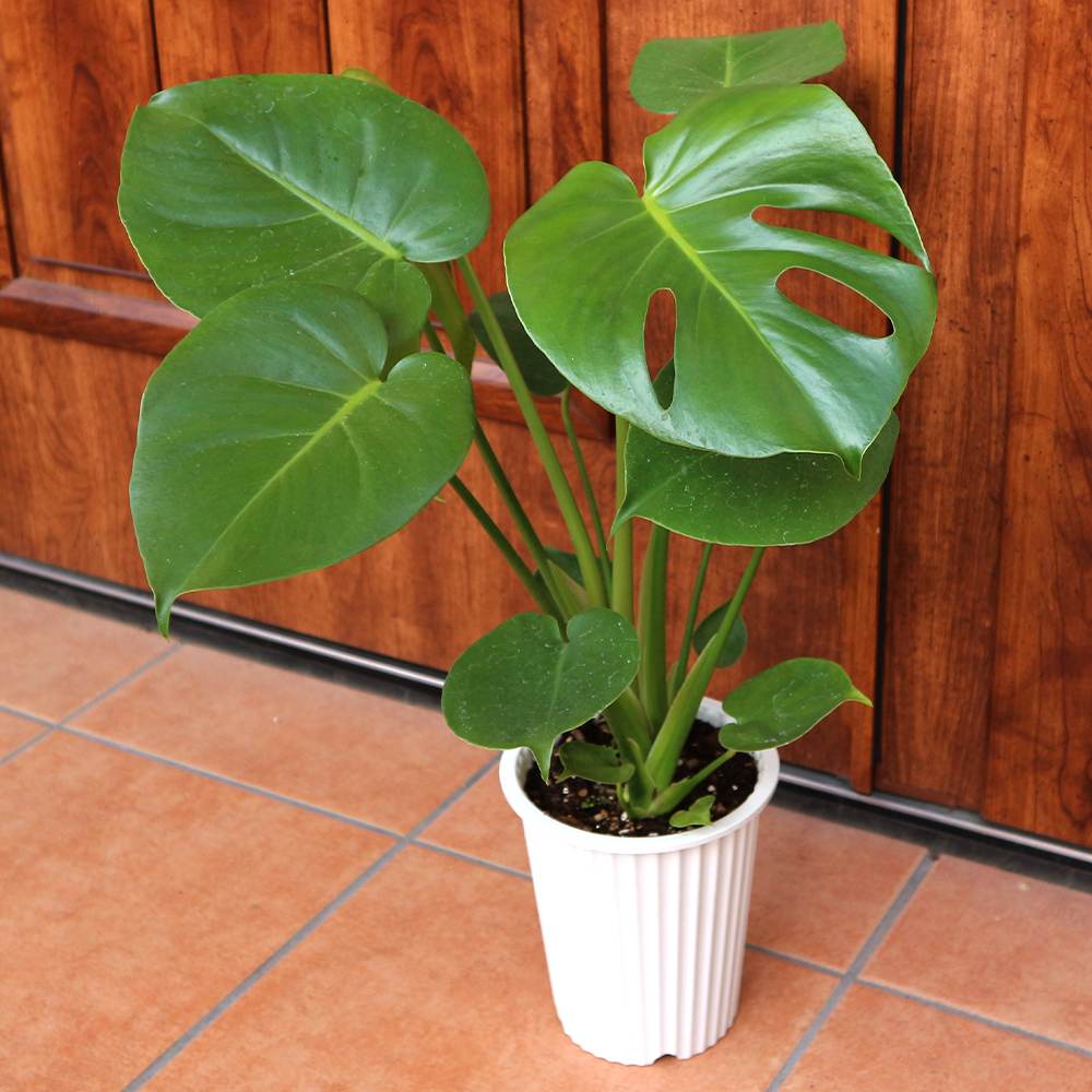 モンステラ 観葉植物【観葉植物 5号プラスチック鉢／1個売り