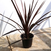コルディリネ・レッドスター カラーリーフ 観葉植物【観葉植物 4号ポット苗／1個売り】|観葉植物
