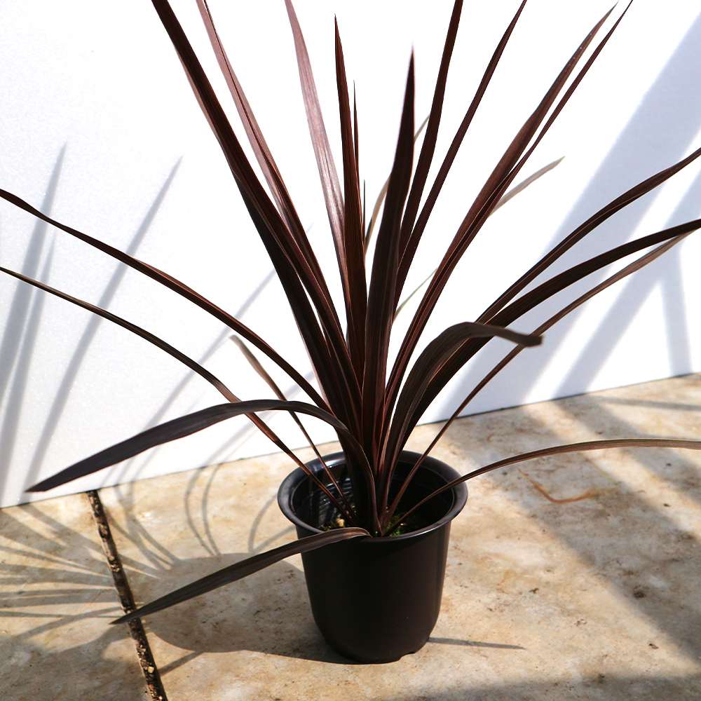 コルディリネ・レッドスター カラーリーフ 観葉植物【観葉植物 4