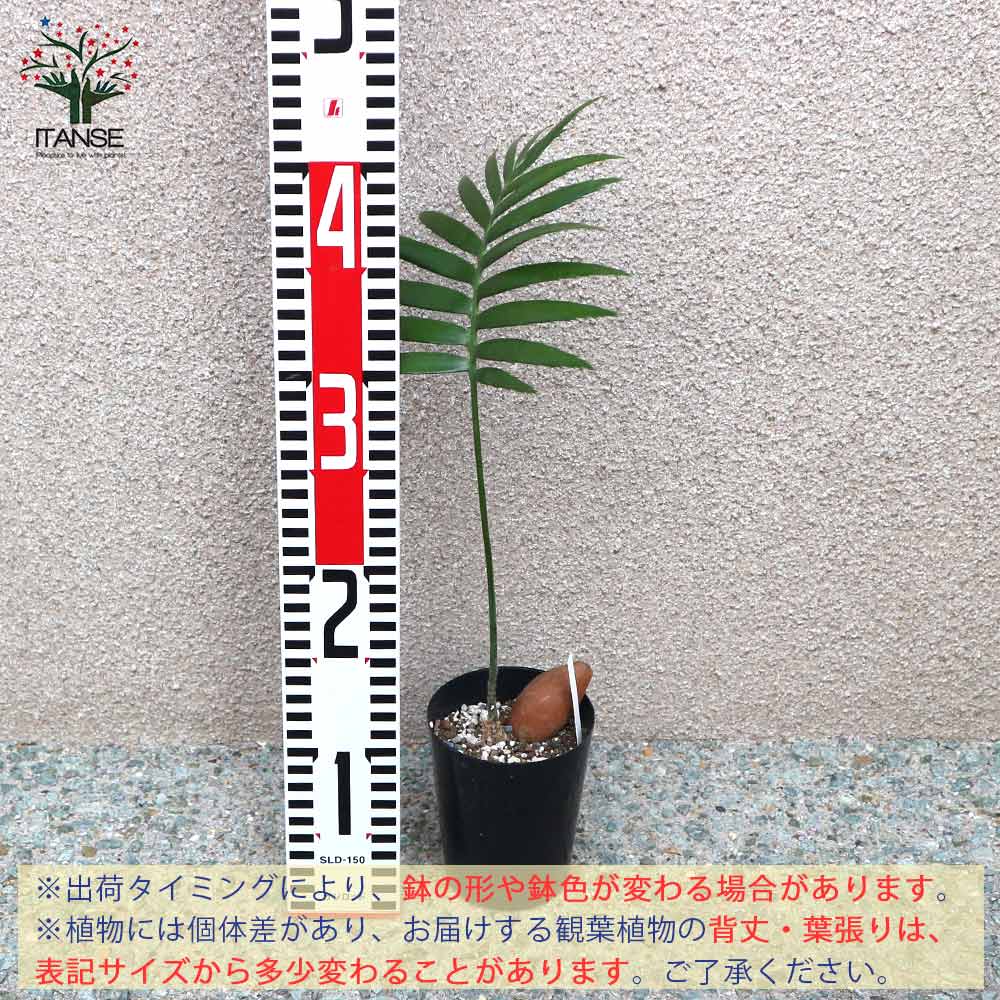 ソテツ・ディオーン・スピヌロスム 観葉植物【観葉植物 9cm鉢 実生苗
