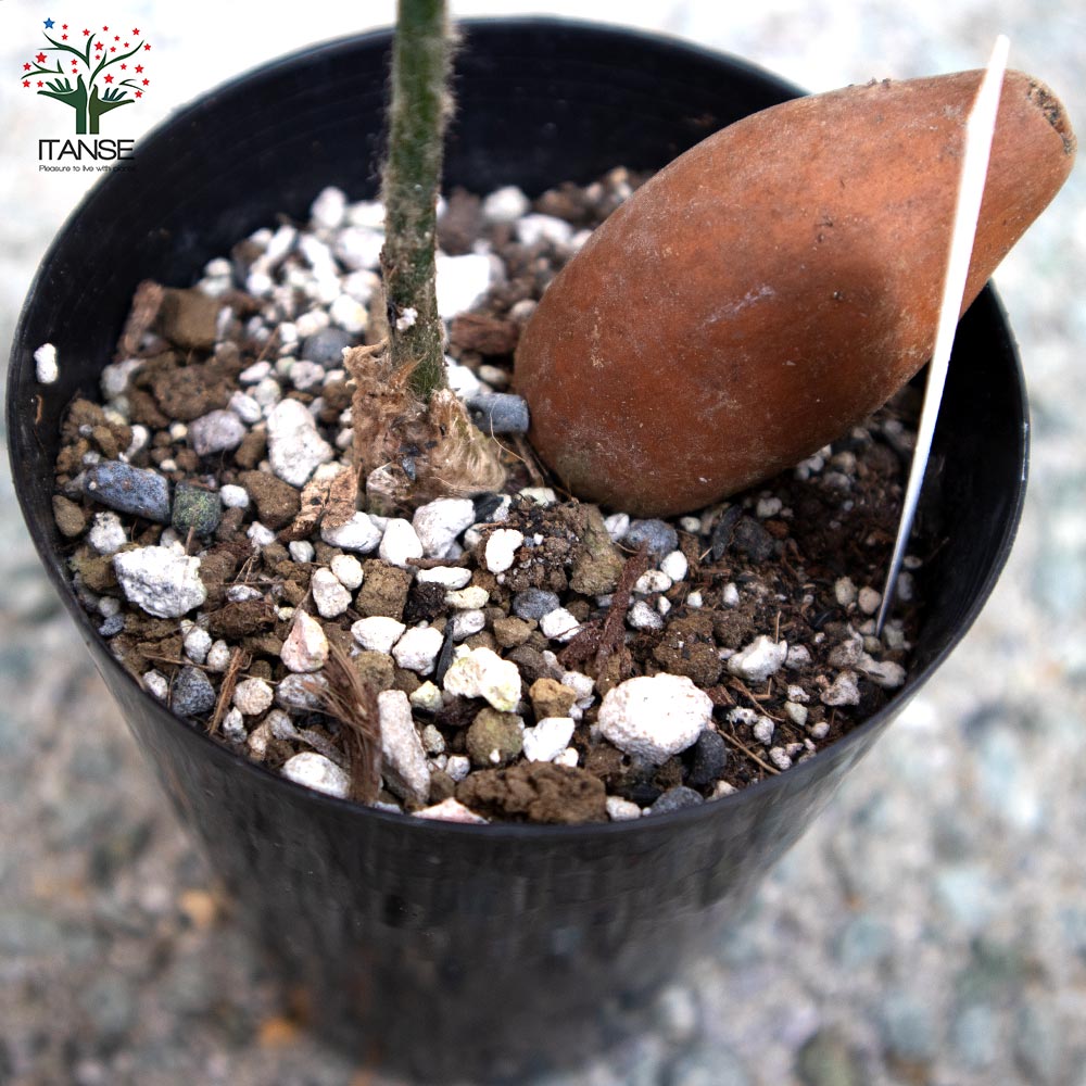 ソテツ・ディオーン・スピヌロスム 観葉植物【観葉植物 9cm鉢 実生苗