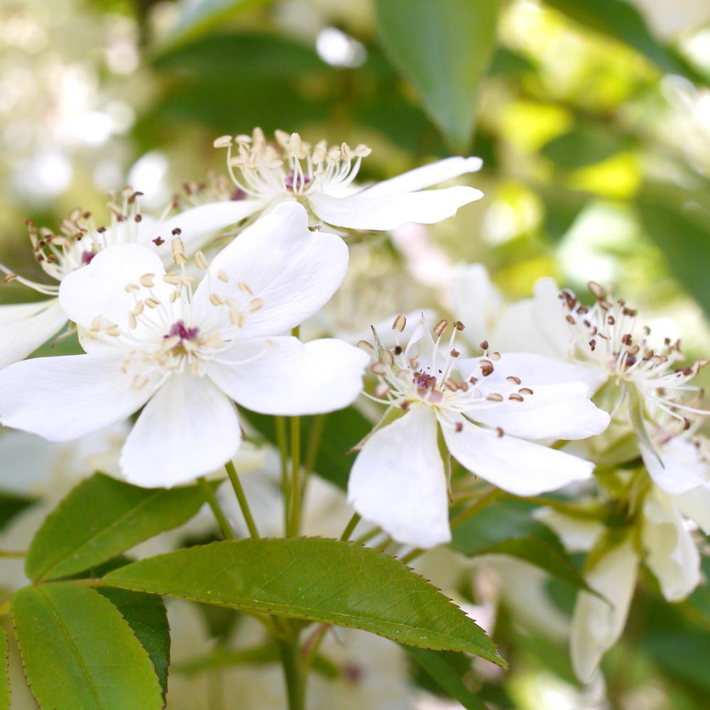 オフホワイトのばらと枝の花と葉 香りモッコウ バラ一重咲き白花 バラ【庭木 6号大苗／1個売り
