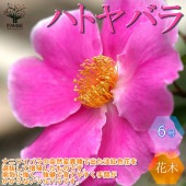 ハトヤバラ 一重咲き バラ【庭木 6号大苗／1個売り】|植木・花木