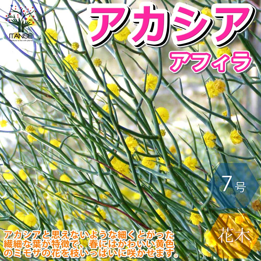アフィラ(トナカイの角) アカシア【庭木 7号大苗／1個売り】