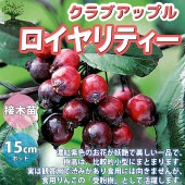 ロイヤリティー クラブアップル【庭木 5号接木苗 接木苗／1個売り】|植木・花木