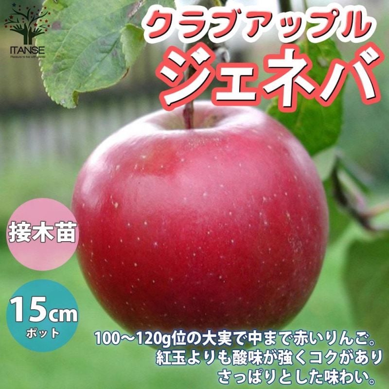 りんごの苗木 富士【果樹苗 2年生 接木苗15cmポット／1個】｜ 【植物の