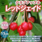 レッドジェイド クラブアップル【庭木 5号接木苗 接木苗／1個売り】|植木・花木
