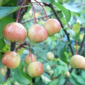 ヴァンエセルティン クラブアップル【庭木 5号接木苗 接木苗／1個売り】|植木・花木