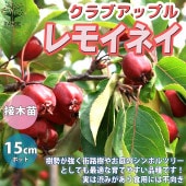 レモイネイ クラブアップル【庭木 5号接木苗 接木苗／1個売り】|植木・花木