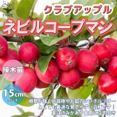 ネビルコープマン クラブアップル【庭木 5号接木苗 接木苗／1個売り】|植木・花木