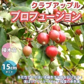 プロフュージョン クラブアップル【庭木 5号接木苗 接木苗／1個売り】|植木・花木