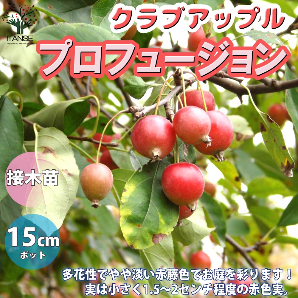 果樹苗 リンゴ クラブアップル アルプス乙女 特大株 果樹苗 リンゴ ( りんご ) クラブアップル アルプス乙女 特大株