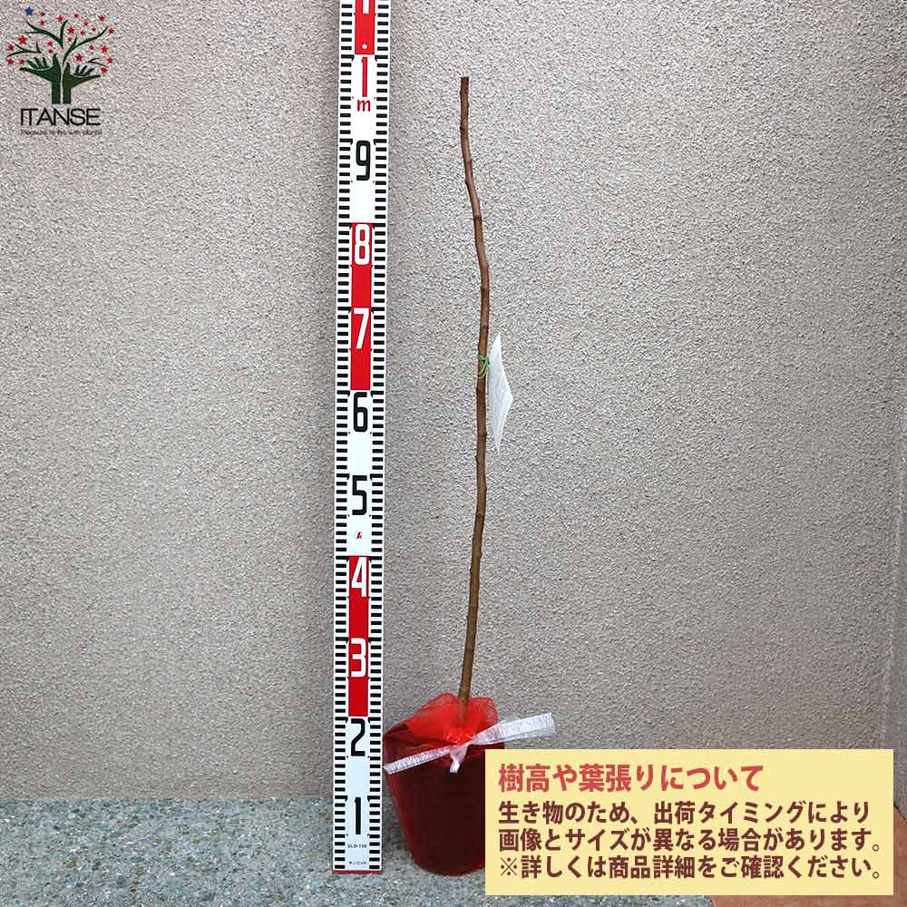 ドルゴ クラブアップル【庭木 5号接木苗 接木苗／1個売り】｜ 【植物の
