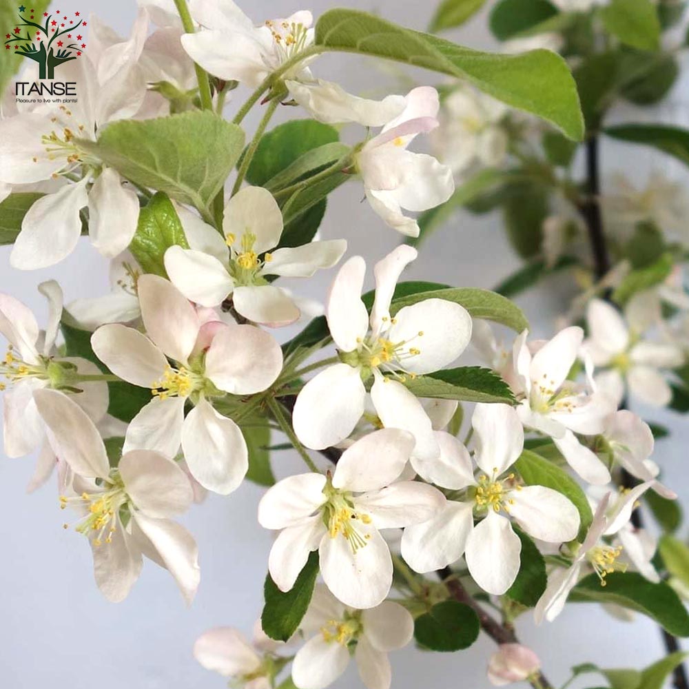 ドルゴ クラブアップル【庭木 5号接木苗 接木苗／1個売り】｜ 【植物の