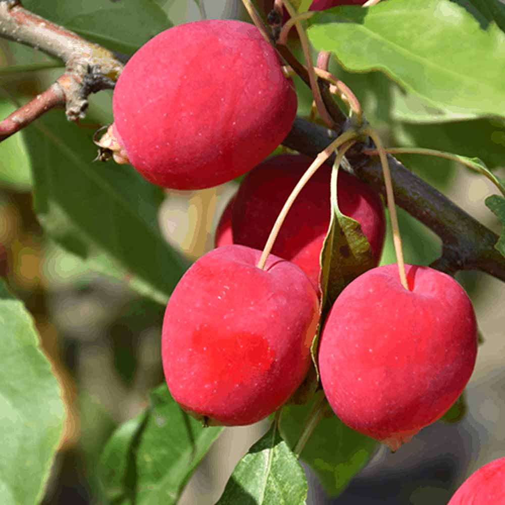 ドルゴ クラブアップル【庭木 5号接木苗 接木苗／1個売り】｜ 【植物の