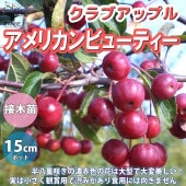 アメリカンビューティー クラブアップル【庭木 5号接木苗 接木苗／1個売り】|植木・花木