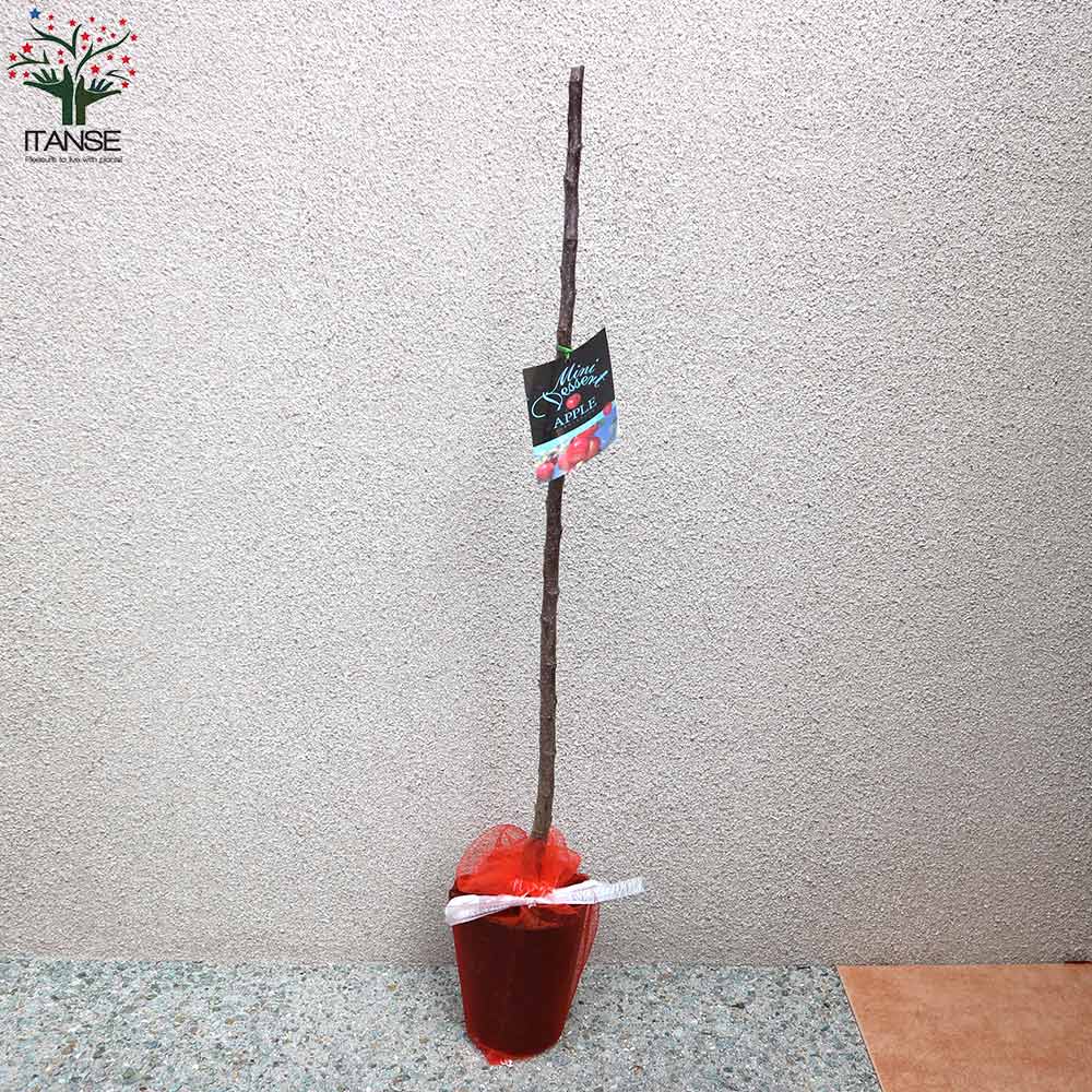 スイートアリス 食用小実リンゴ【庭木 5号接木苗 接木苗／1個